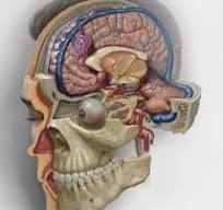 Neurosurgicalatlas.com í áskrift á bókasafninu