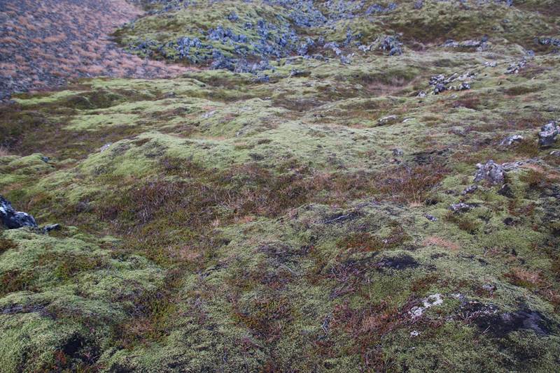 Erfðaþættir sem tengjast illkynja háhita til umfjöllunar í vísindargrein